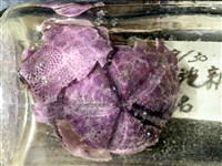 中華釜海膽藏品圖，第6張